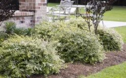Miss Lemon Dwarf Abelia - 1 Gallon Pot -Garden Plants abelia grandiflora miss lemon 15