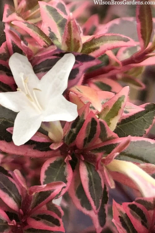 Suntastic Pink Dwarf Abelia - 3 Gallon Pot 9 Suntastic Pink Dwarf Abelia - 3 Gallon Pot - Image 7