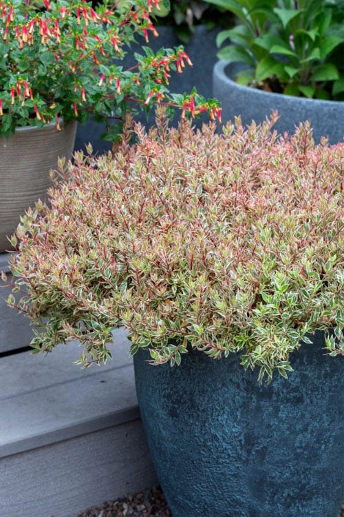 Suntastic Pink Dwarf Abelia - 3 Gallon Pot 7 Suntastic Pink Dwarf Abelia - 3 Gallon Pot - Image 5