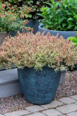 Suntastic Pink Dwarf Abelia - 3 Gallon Pot 17 Suntastic Pink Dwarf Abelia - 3 Gallon Pot -Garden Plants abelia suntastic pink 4