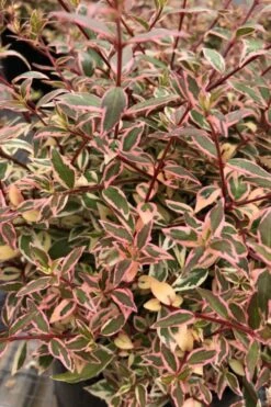 Suntastic Pink Dwarf Abelia - 3 Gallon Pot 15 Suntastic Pink Dwarf Abelia - 3 Gallon Pot -Garden Plants abelia suntastic pink 6