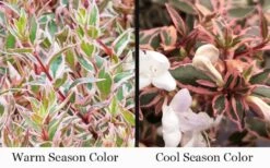 Suntastic Pink Dwarf Abelia - 3 Gallon Pot 13 Suntastic Pink Dwarf Abelia - 3 Gallon Pot -Garden Plants abelia suntastic pink 9