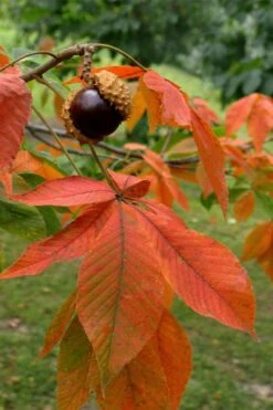 Ohio Buckeye (Aesculus Glabra) - 3 Gallon Pot -Garden Plants aesculus glabra ohio buckeye 11