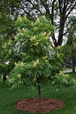 Ohio Buckeye (Aesculus Glabra) - 3 Gallon Pot -Garden Plants aesculus glabra ohio buckeye 12