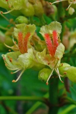 Ohio Buckeye (Aesculus Glabra) - 3 Gallon Pot -Garden Plants aesculus glabra ohio buckeye 4