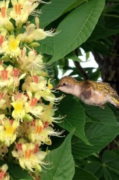 Ohio Buckeye (Aesculus Glabra) - 3 Gallon Pot -Garden Plants aesculus glabra ohio buckeye 6