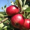 Unbeatable Urban Apple Bundle (3 Trees) -Garden Plants akane 95979