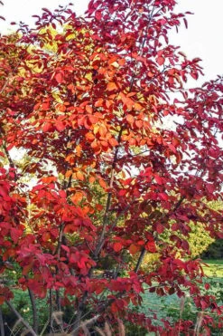 Autumn Brilliance Serviceberry Tree - 1 Gallon Pot -Garden Plants amelanchier grandiflora autumn brilliance serviceberry 3