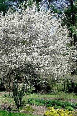 Autumn Brilliance Serviceberry Tree - 1 Gallon Pot -Garden Plants amelanchier grandiflora autumn brilliance serviceberry 5