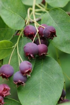 Autumn Brilliance Serviceberry Tree - 1 Gallon Pot -Garden Plants amelanchier grandiflora autumn brilliance serviceberry 8
