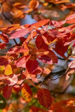 Autumn Brilliance Serviceberry Tree - 1 Gallon Pot -Garden Plants amelanchier grandiflora autumn brilliance serviceberry 9