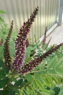 Indigo Bush (Amorpha Fruticosa) - 3 Gallon Pot 16 Indigo Bush (Amorpha Fruticosa) - 3 Gallon Pot -Garden Plants amorpha fruticosa indigo bush 10