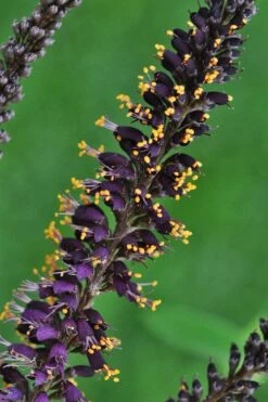 Indigo Bush (Amorpha Fruticosa) - 3 Gallon Pot 22 Indigo Bush (Amorpha Fruticosa) - 3 Gallon Pot -Garden Plants amorpha fruticosa indigo bush 11