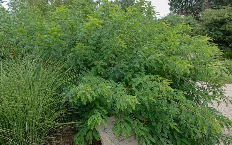 Indigo Bush (Amorpha Fruticosa) - 3 Gallon Pot 7 Indigo Bush (Amorpha Fruticosa) - 3 Gallon Pot - Image 5