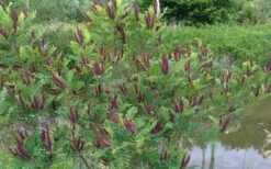 Indigo Bush (Amorpha Fruticosa) - 3 Gallon Pot 21 Indigo Bush (Amorpha Fruticosa) - 3 Gallon Pot -Garden Plants amorpha fruticosa indigo bush 15