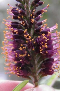 Indigo Bush (Amorpha Fruticosa) - 3 Gallon Pot 20 Indigo Bush (Amorpha Fruticosa) - 3 Gallon Pot -Garden Plants amorpha fruticosa indigo bush 2