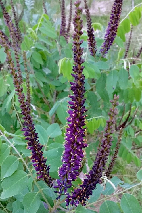 Indigo Bush (Amorpha Fruticosa) - 3 Gallon Pot 8 Indigo Bush (Amorpha Fruticosa) - 3 Gallon Pot - Image 6