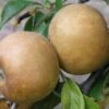 Brown Russet Apple -Garden Plants apple a110 brown russet 1