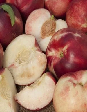 Arctic Babe Nectarine-Miniature 3 Arctic Babe Nectarine-Miniature