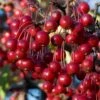 Red Chokeberry (Aronia Arbutifolia) - 3 Gallon Pot -Garden Plants aronia arbutifolia red chokeberry 2