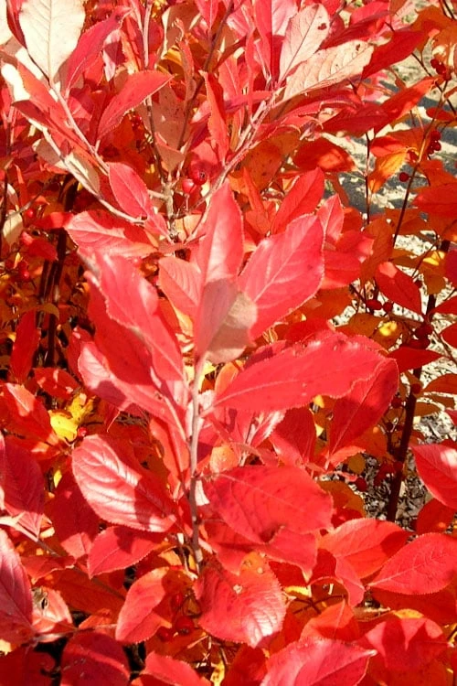 Red Chokeberry (Aronia Arbutifolia) - 3 Gallon Pot 8 Red Chokeberry (Aronia Arbutifolia) - 3 Gallon Pot - Image 6