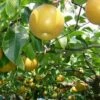 Awesome Asian Pear Bundle No. 1 2 Awesome Asian Pear Bundle No. 1 -Garden Plants atago e0bd096c 1c6a 4281 aa9d ee753f1abad5