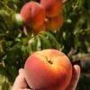 Avalon Pride Peach -Garden Plants avalon pride peach