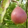 Ayer's European Pear -Garden Plants ayers pear