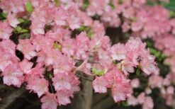 Amy Azalea - 3 Gallon Pot -Garden Plants azalea amy 8