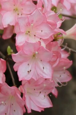 Amy Azalea - 3 Gallon Pot -Garden Plants azalea amy 9