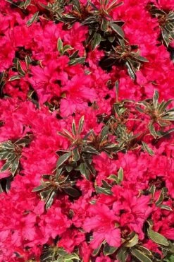 Arctic Rose Azalea - 3 Gallon Pot 13 Arctic Rose Azalea - 3 Gallon Pot -Garden Plants azalea arctic rose 3
