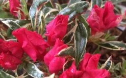 Arctic Rose Azalea - 3 Gallon Pot 12 Arctic Rose Azalea - 3 Gallon Pot -Garden Plants azalea arctic rose 4