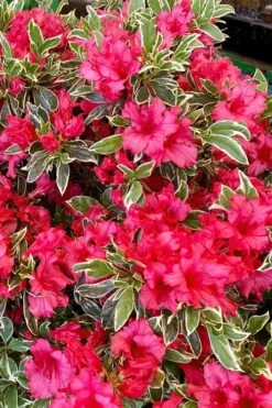 Arctic Rose Azalea - 3 Gallon Pot 11 Arctic Rose Azalea - 3 Gallon Pot -Garden Plants azalea arctic rose 5