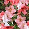 Astronaut Azalea - 2.5 Quart Pot 2 Astronaut Azalea - 2.5 Quart Pot -Garden Plants azalea astronaut 1