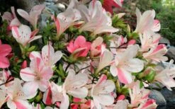 Astronaut Azalea - 3 Gallon Pot -Garden Plants azalea astronaut 3 1