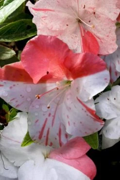 Astronaut Azalea - 2.5 Quart Pot -Garden Plants azalea astronaut 4