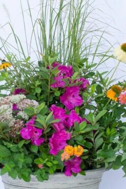 Echo Bloom 'N Again Azalea - 2 Gallon Pot -Garden Plants azalea bloom n again augusta echo 4