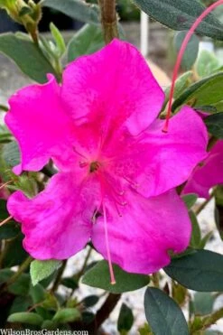 Echo Bloom 'N Again Azalea - 2 Gallon Pot -Garden Plants azalea bloom n again augusta echo 7