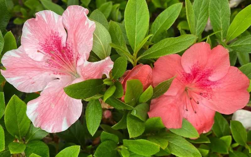 Lady Cavendish Azalea - 3 Gallon Pot 7 Lady Cavendish Azalea - 3 Gallon Pot - Image 5