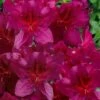 Dauntless Azalea (Glenn Dale Hydrid) - 2 Gallon Pot -Garden Plants azalea dauntless 2