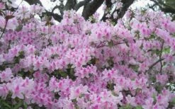 George L. Taber Southern Indica Azalea - 1 Gallon Pot 12 George L. Taber Southern Indica Azalea - 1 Gallon Pot -Garden Plants azalea george taber 10