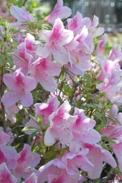 George L. Taber Southern Indica Azalea - 1 Gallon Pot 11 George L. Taber Southern Indica Azalea - 1 Gallon Pot -Garden Plants azalea george taber 11