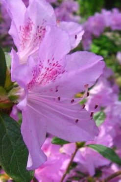 Gulf Pride Fragrant Southern Indica Azalea - 1 Gallon Pot -Garden Plants azalea gulf pride 2