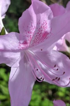 Gulf Pride Fragrant Southern Indica Azalea - 1 Gallon Pot -Garden Plants azalea gulf pride 5