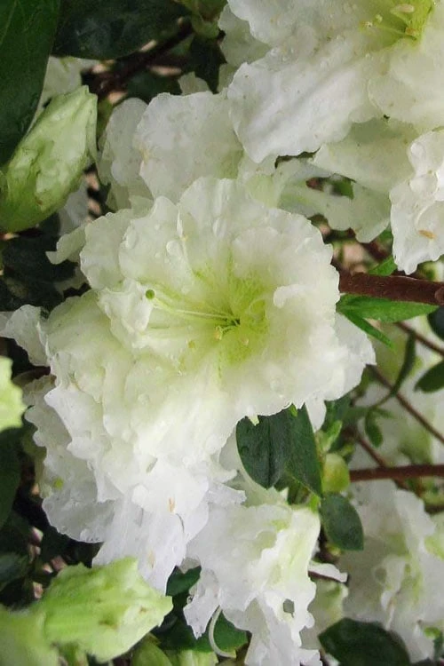 Helen Curtis Azalea - 3 Gallon Pot 3 Helen Curtis Azalea - 3 Gallon Pot