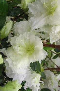 Helen Curtis Azalea - 3 Gallon Pot 10 Helen Curtis Azalea - 3 Gallon Pot -Garden Plants azalea helen curtis 7