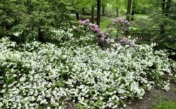 Helen Curtis Azalea - 3 Gallon Pot 11 Helen Curtis Azalea - 3 Gallon Pot -Garden Plants azalea helen curtis 9