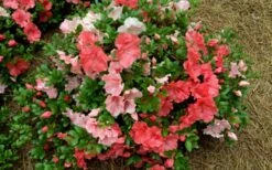 Hilda Niblett Azalea - 2 Gallon Pot 17 Hilda Niblett Azalea - 2 Gallon Pot -Garden Plants azalea hilda niblet flowers