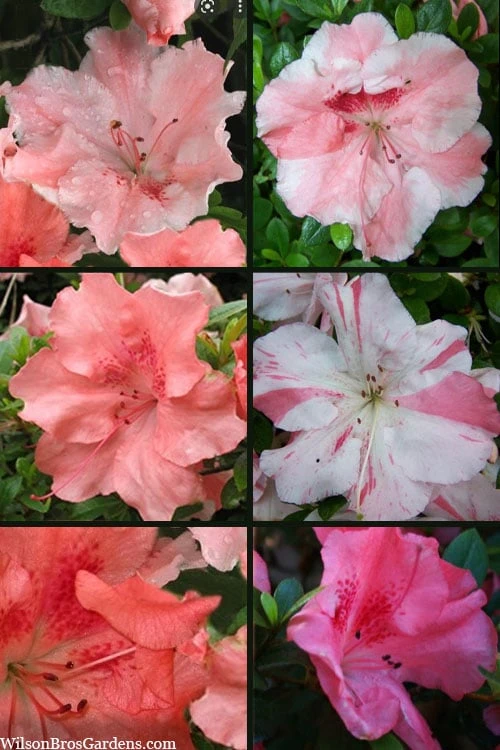 Hilda Niblett Azalea - 2 Gallon Pot 6 Hilda Niblett Azalea - 2 Gallon Pot - Image 4