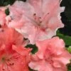 Hilda Niblett Azalea - 2 Gallon Pot